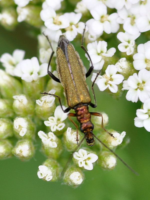 Oedemera flavipes